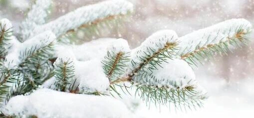 snow on pine tree